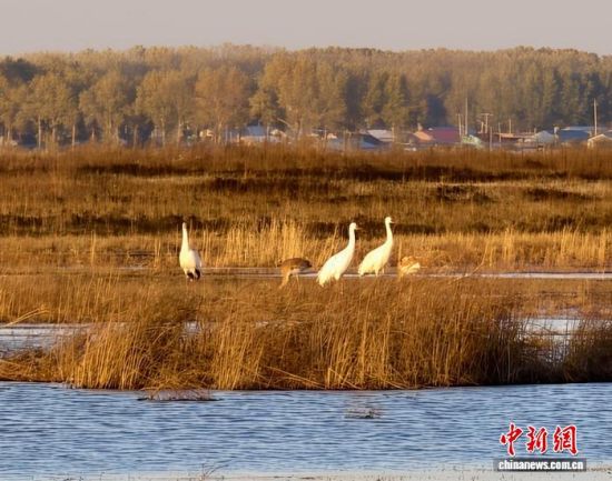 �ؚw�QȺ�ġ�С��(����)�����˰��QȺ�w�����r �z