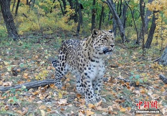 2025���ږ|��������(gu��)�ҹ��@�Ĕz�Ė|������(��ҕ��ý���D)