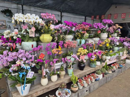 延吉市委宣傳部/供圖 延吉市委宣傳部/供圖