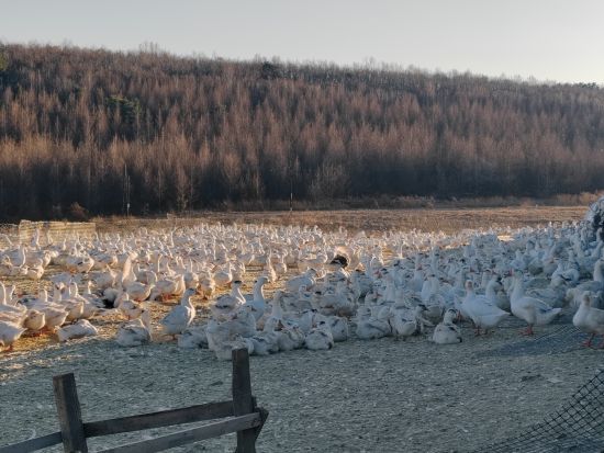 ���Mѩ�Z�B(y��ng)ֳ�a(ch��n)�I(y��)朽��O ������ί������/���D