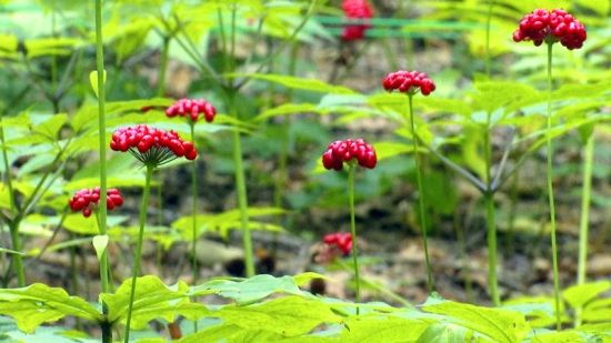 �����J(r��n)�C�����D�˅������ء���Ȧ